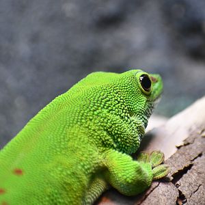 Madagascar Giant Day Gecko