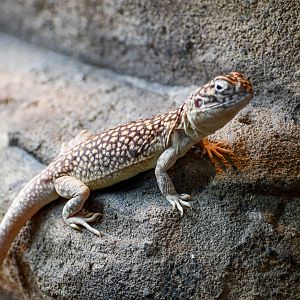 Central Netted Dragon