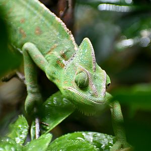 Veiled Chameleon