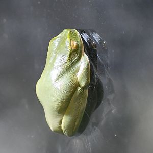 Dainty Tree Frog