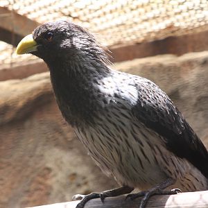 Western plantain-eater (Crinifer piscator)