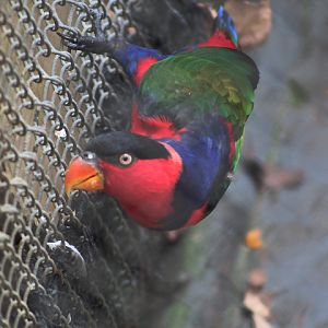 Western black-capped lory (Lorius lory lory)