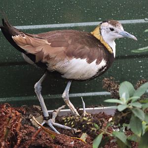 Pheasant-tailed jacana (Hydrophasianus chirurgus) - Brook Valley Zoo