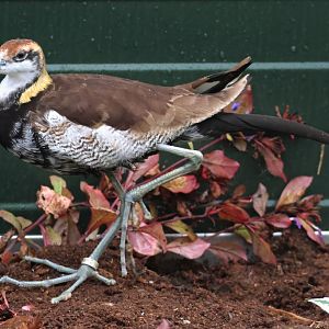 Pheasant-tailed jacana (Hydrophasianus chirurgus) - Brook Valley Zoo