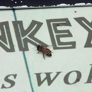 Javan honey bee (Apis cerana javana)