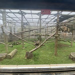 De Brazza’s monkey enclosure