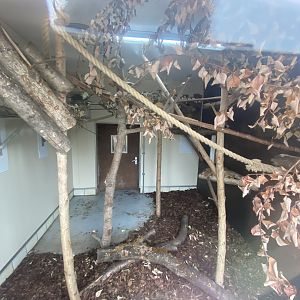 Indoor De Brazza’s monkey enclosure