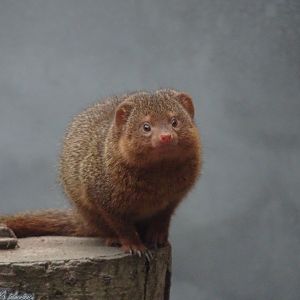 Dwarf Mongoose 18 October 2025