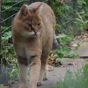 Jungle Cat 18 October 2025