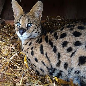 Serval 18 October 2025