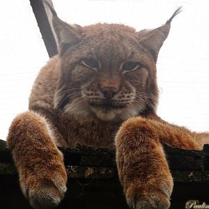 Eurasian Lynx 18 October 2025