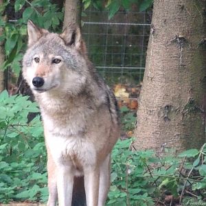 Wolf Hybrid 18 October 2025