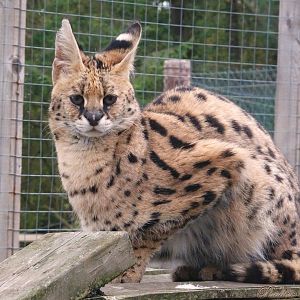 Serval 18 October 2025