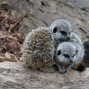 Meerkat pups 18 October 2025