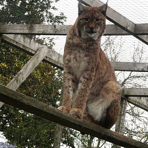 Eurasian Lynx 18 October 2025