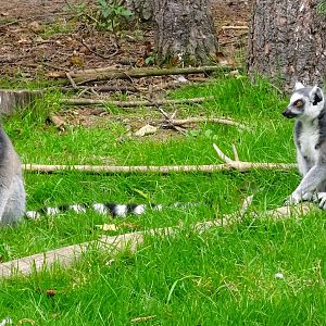 Ring Tailed Lemurs 18 October 2025