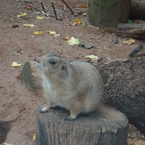 Prairie Dog 18 October 2025