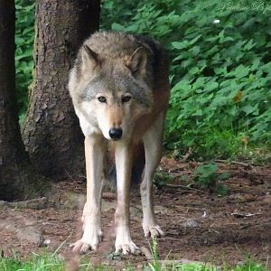 Wolf Hybrid 18 October 2025