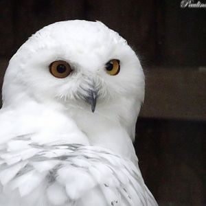 Snowy Owl 18 October 2025