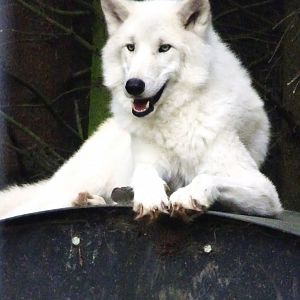 Arctic Wolf 18 October 2025