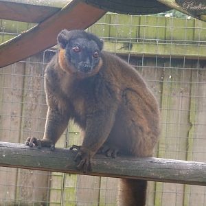 Collared Brown Lemur 18 October 2025