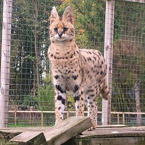Serval 18 October 2025