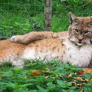 Eurasian Lynx 18 October 2025