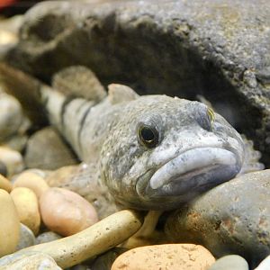 Japanese Fluvial Sculpin (Cottus pollux) October 26, 2025