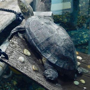 Chinese Three-Keeled Pond Turtle (Mauremys reevesii) October 26, 2025