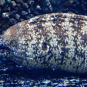 Kidako Moray (Gymnothorax kidako) October 26, 2025
