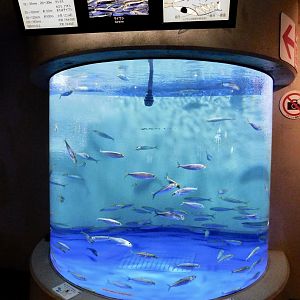 Sardine Tank October 26, 2025