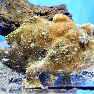 Striated Frogfish (Antennarius striatus) October 26, 2025
