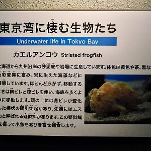 Striated Frogfish Signage October 26, 2025