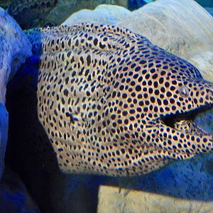 Laced  Moray (Gymnothorax favagineus) October 26, 2025