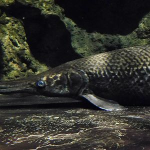 Alligator Gar (Atractosteus spatula) October 26, 2025