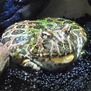 Argentine Horned Frog (Ceratophrys ornata) October 26, 2025