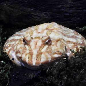 Cranwell's Horned Frog (Ceratophrys cranwelli) October 26, 2025