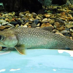 Eastern Whitespotted Char (Salvelinus leucomaenis pluvius) October 26, 2025