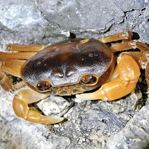Japanese Freshwater Crab (Geothelphusa dehaani) October 26, 2025