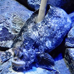 Fringed Blenny (Chirolophis japonicus) October 26, 2025