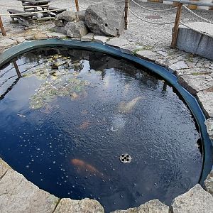 Koi + sturgeon + orfe exhibit