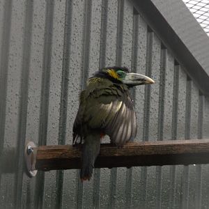 Spot-billed Toucanet (Selenidera maculirostris)