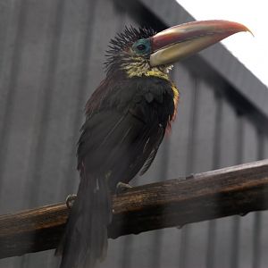 Curl-crested Aracari (Pteroglossus beauharnaisii)