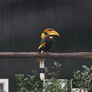 Great Hornbill (Buceros bicornis)