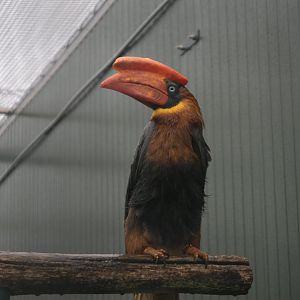 Northern Rufous Hornbill (Buceros hydrocorax)