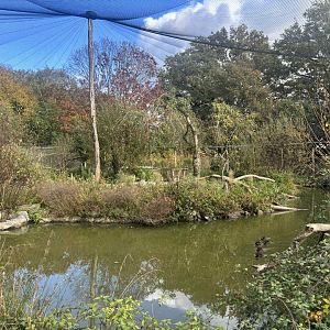 New Chinese walkthrough aviary