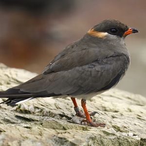 Rufous-collared pratincole