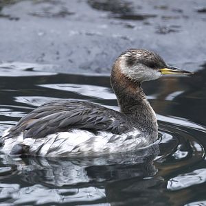 Red-necked grebe