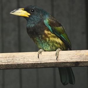 Great barbet