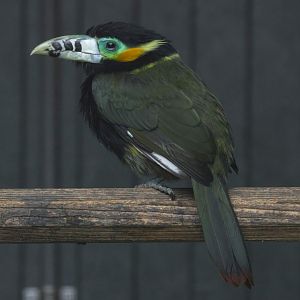 Spot-billed toucanet